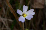 Southern butterwort